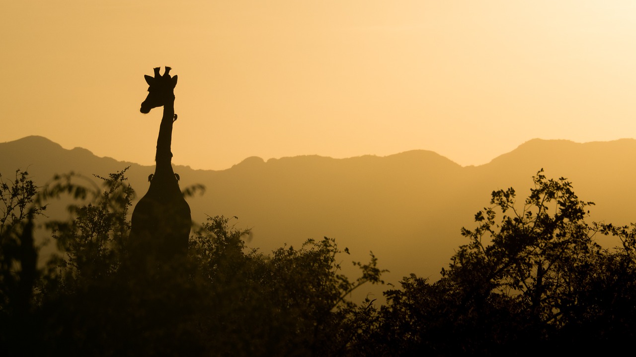 AFRICA